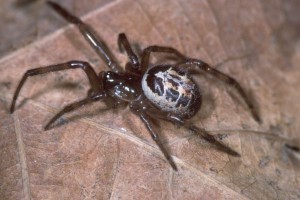 Steatoda_nobilis
